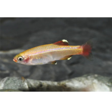 Kardinalfisch (Tanichthys albonubes) fürs Aquarium, Seitenansicht mit rötlichen Flossen und irisierendem Körper.