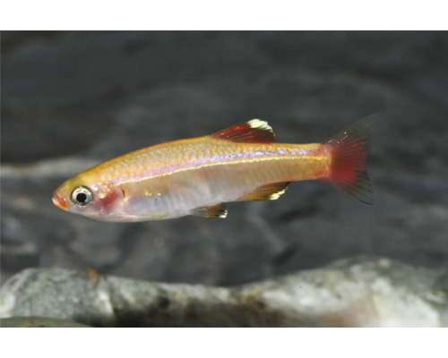 Kardinalfisch (Tanichthys albonubes) fürs Aquarium, Seitenansicht mit rötlichen Flossen und irisierendem Körper.
