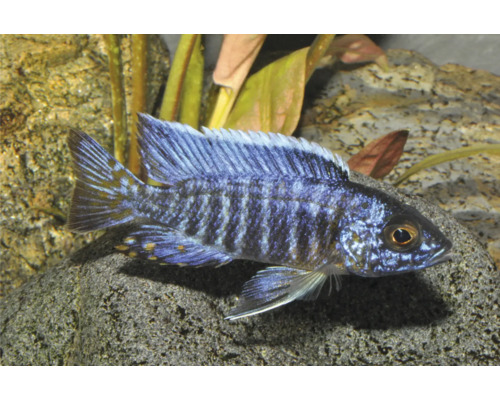 Blauer Kaiserbuntbarsch Aulonocara im Aquarium vor Steinen und Pflanzen.