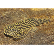 Pracht-Flossensauger Sewellia lineolata, Aquariumfisch mit markantem Linienmuster auf einem Stein.