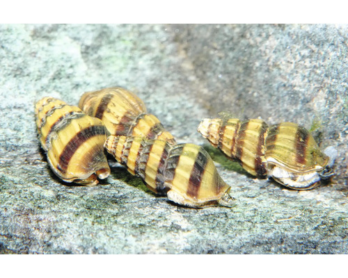 Raubturmdeckelschnecken Anentome helena mit gestreiften Gehäusen auf einem Stein im Aquarium.