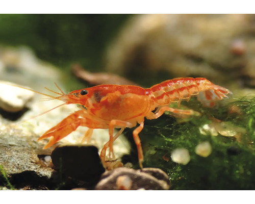 Oranger Zwergflusskrebs Cambarellus patzcuarensis Orange auf Steinen und Moos im Aquarium.