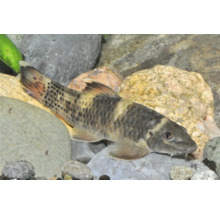 Indischer Algenfresser auf Steinen im Aquarium