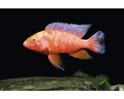 Orangefarbener Aulonocara Firefish Buntbarsch im Aquarium.