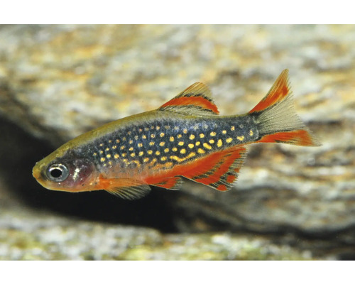 Perlhuhnbärbling Danio margaritatus, kleiner Aquariumfisch mit hellen Punkten auf dunklem Körper und orange-schwarz gestreiften Flossen.