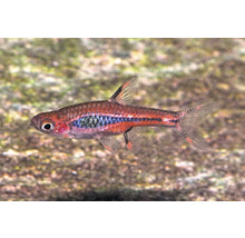 Moskitobärbling Boraras brigittae kleiner rötlicher Zierfisch mit dunklem Längsstreifen für das Aquarium.