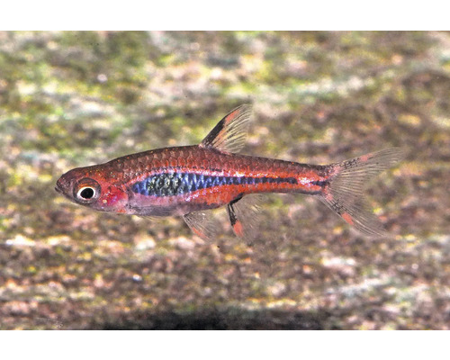 Moskitobärbling Boraras brigittae kleiner rötlicher Zierfisch mit dunklem Längsstreifen für das Aquarium.