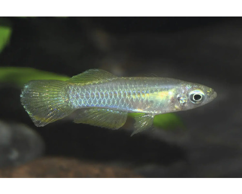 Japanischer Reisfisch Medaka, Oryzias latipes, mit schimmernden Schuppen für das Aquarium oder den Gartenteich.
