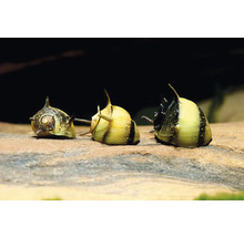 Drei Geweihschnecken Clithon mit gestreiften Gehäusen und Dornen auf einem Stein im Aquarium.