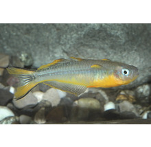 Gabelschwanz-Blauauge Pseudomugil furcatus, kleiner Zierfisch mit gelben Flossenrändern und blauem Augenring in einem Aquarium.