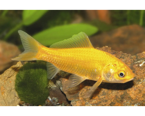 Gelber Goldfisch für Gartenteich oder Aquarium schwimmend zwischen Steinen und Wasserpflanzen.