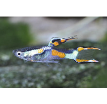 Endler Guppy mit orangefarbenen und schwarzen Flecken und Doppelschwertflosse.