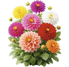 Dahlien-Mix mit Blüten in verschiedenen Farben und grünen Blättern.