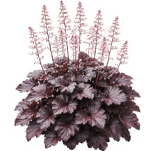 Purpurglöckchen Heuchera mit dunklen Blättern und hohen Blütenstielen mit kleinen hellen Blüten.