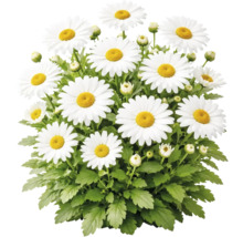 Weiße Margerite Leucanthemum mit gelber Mitte, grünen Blättern und Knospen.