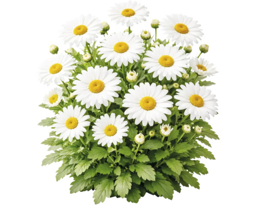 Weiße Margerite Leucanthemum mit gelber Mitte, grünen Blättern und Knospen.