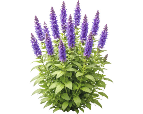 Steppensalbei mit lila Blütenähren und grünen Blättern.