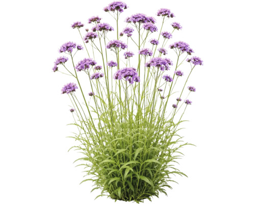 Patagonisches Eisenkraut Verbena bonariensis mit hohen grünen Stielen und lila Blütenständen.