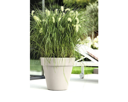 Beigefarbener Pflanzkübel mit grünem Lampenputzergras auf einer hellen Terrasse neben einer weißen Gartenliege.