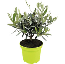 Kleiner Olivenbaum Olea europaea im grünen Kunststofftopf mit schmalen silbergrünen Blättern.