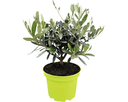 Kleiner Olivenbaum Olea europaea im grünen Kunststofftopf mit schmalen silbergrünen Blättern.