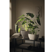 Zwei Lechuza Pflanzgefäße mit Alocasia Pflanzen und Wasserstandsanzeige auf einem Konsolentisch in einem modernen Wohnzimmer.
