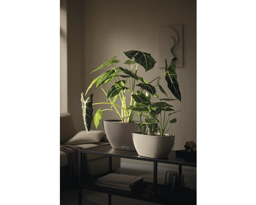 Zwei Lechuza Pflanzgefäße mit Alocasia Pflanzen und Wasserstandsanzeige auf einem Konsolentisch in einem modernen Wohnzimmer.