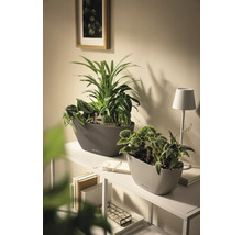 Zwei ovale Lechuza Pflanzgefäße mit grünen Zimmerpflanzen auf einem weißen Regal in einem hellen, modern eingerichteten Raum.