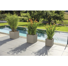 Drei quadratische Pflanzkübel in Sandbeige mit verschiedenen Pflanzen auf einer modernen Fliesenterrasse direkt an einem Pool im Garten.