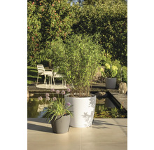 Helle Gartenszene mit modernen Pflanzgefäßen, bepflanzt mit Bambus und Blumen, auf einer Terrasse an einem Teich.