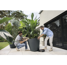 Zwei Männer schieben einen großen grauen Pflanzkübel mit einer Strelitzie auf einem schwarzen Pflanzenroller über eine geflieste Terrasse.