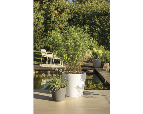 Helle Gartenszene mit modernen Pflanzgefäßen, bepflanzt mit Bambus und Blumen, auf einer Terrasse an einem Teich.