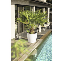 Eine Palme in einem weißen runden Pflanztopf auf einer hölzernen Pooleinfassung auf einer modernen, hellen Terrasse.