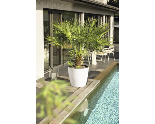 Eine Palme in einem weißen runden Pflanztopf auf einer hölzernen Pooleinfassung auf einer modernen, hellen Terrasse.