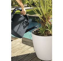 Bewässerung einer Palme in einem weißen Lechuza Pflanzkübel mit einer anthrazitfarbenen Gießkanne auf einer Holzterrasse am Pool.
