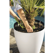 Eine Person hebt einen Pflanzeinsatz mit einer Palme aus einem runden weißen Pflanzgefäß mit Bewässerungssystem im hellen Außenbereich.