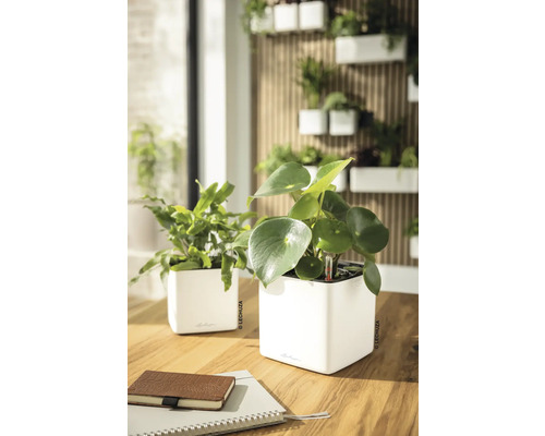 Zwei weiße Lechuza Pflanztöpfe mit Selbstbewässerung auf einem Holztisch. Hintergrund mit vertikalem Garten an einer Wand mit Holzlamellen.