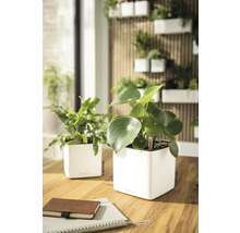 Zwei weiße Lechuza Pflanztöpfe mit Selbstbewässerung auf einem Holztisch. Hintergrund mit vertikalem Garten an einer Wand mit Holzlamellen.