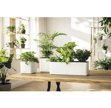 Drei weiße Lechuza Pflanzgefäße mit verschiedenen Zimmerpflanzen auf einem hellen Holztisch in einem lichtdurchfluteten Raum.