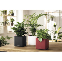 Drei quadratische Lechuza Selbstbewässerungs-Pflanzgefäße auf einem Holztisch in einem hellen Raum mit Zimmerpflanzen und Wasserstandsanzeigern.