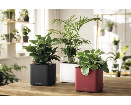 Drei quadratische Lechuza Selbstbewässerungs-Pflanzgefäße auf einem Holztisch in einem hellen Raum mit Zimmerpflanzen und Wasserstandsanzeigern.