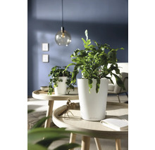 Grüne Zimmerpflanze in weißem glänzendem Pflanzgefäß auf einem runden Holztisch in einem modernen Wohnzimmer.