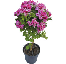 Hochstamm-Pelargonie mit pinkfarbenen Blüten in einem schwarzen Pflanztopf.