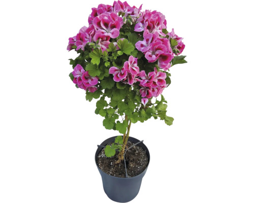 Hochstamm-Pelargonie mit pinkfarbenen Blüten in einem schwarzen Pflanztopf.