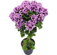 Edelgeranie Pelargonium grandiflorum mit lila Blüten und dunkler Mitte im schwarzen Topf.