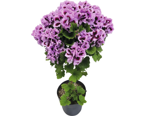 Edelgeranie Pelargonium grandiflorum mit lila Blüten und dunkler Mitte im schwarzen Topf.