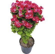 Edelgeranie Pelargonium grandiflorum im Topf mit rosa-weißen Blüten und grünen Blättern.