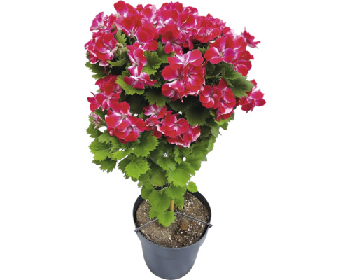 Edelgeranie Pelargonium grandiflorum im Topf mit rosa-weißen Blüten und grünen Blättern.