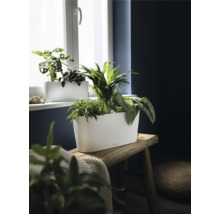 Weißes längliches Pflanzgefäß mit verschiedenen Zimmerpflanzen auf einer rustikalen Holzbank vor einem Fenster, inklusive Lechuza Logo.