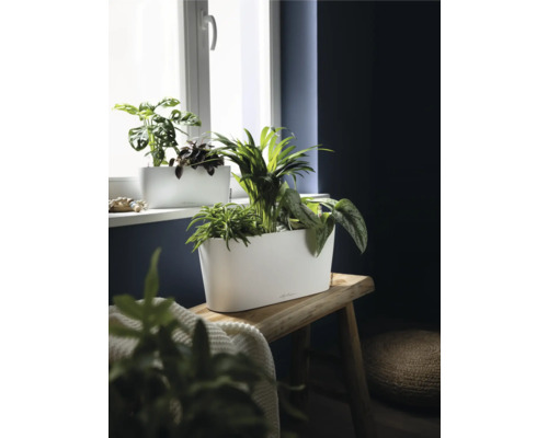 Weißes längliches Pflanzgefäß mit verschiedenen Zimmerpflanzen auf einer rustikalen Holzbank vor einem Fenster, inklusive Lechuza Logo.